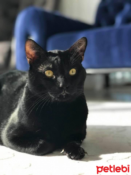 Tekir Kedi, Kedi  Pati fotoğrafı