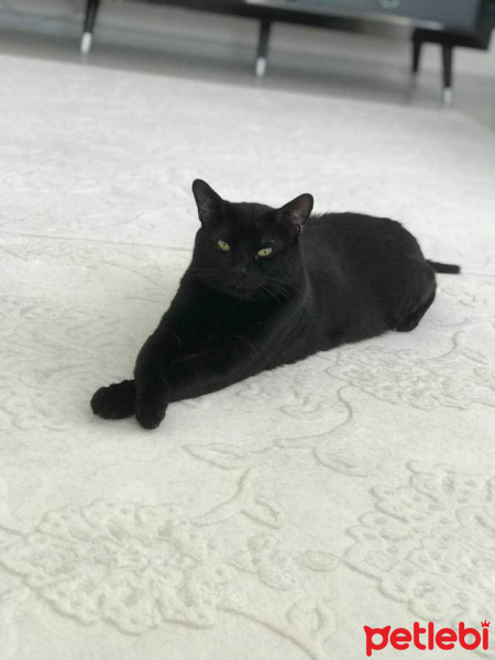 Tekir Kedi, Kedi  Pati fotoğrafı