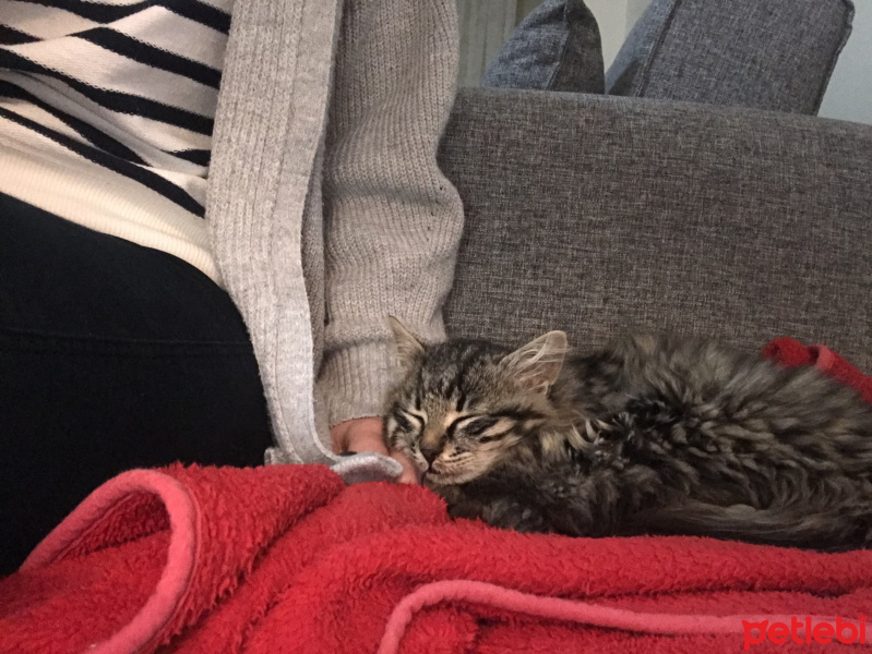 Norwegian Forest, Kedi  Quenn fotoğrafı
