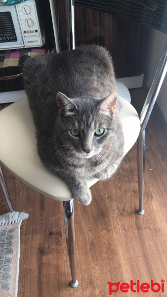 Mavi Rus, Kedi  Kaju fotoğrafı