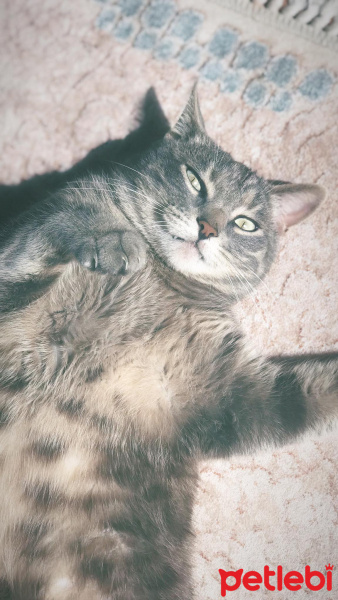 Mavi Rus, Kedi  Kaju fotoğrafı