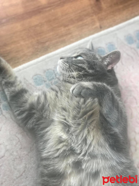 Mavi Rus, Kedi  Kaju fotoğrafı