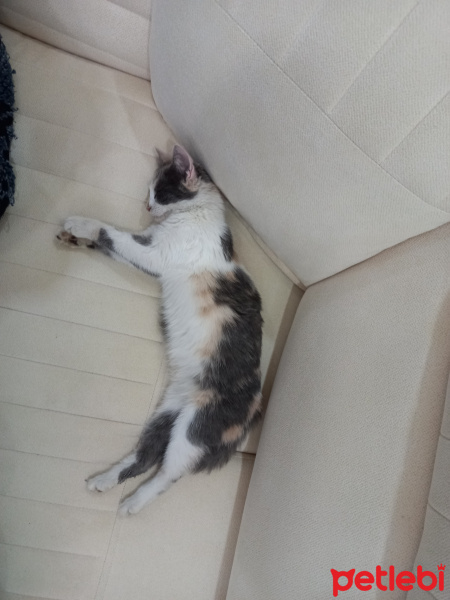 Tekir Kedi, Kedi  Maya fotoğrafı