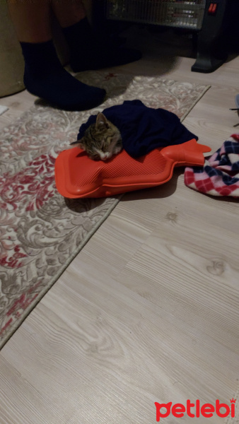 Tekir Kedi, Kedi  umut fotoğrafı