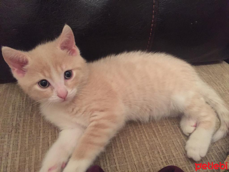 Tekir Kedi, Kedi  minik dostumuzun henüz adı yok fotoğrafı