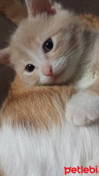 Tekir Kedi, Kedi  minik dostumuzun henüz adı yok fotoğrafı