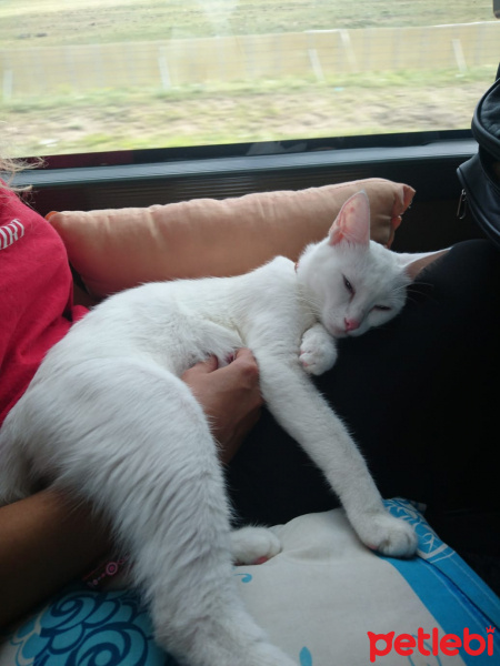 Van Kedisi, Kedi  MANTİS fotoğrafı