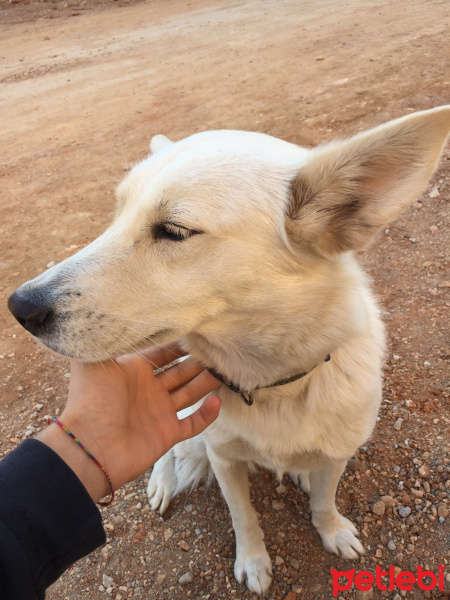 Sibirya Kurdu (Husky), Köpek  Pena fotoğrafı