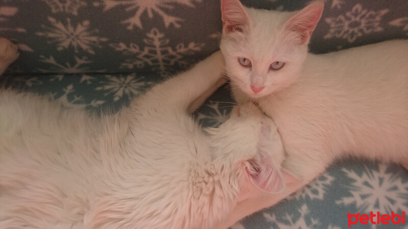 Van Kedisi, Kedi  Venüs fotoğrafı