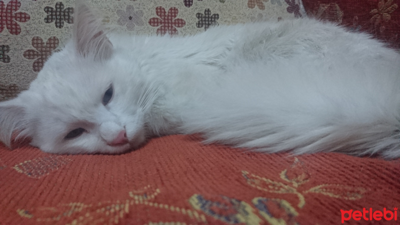 Van Kedisi, Kedi  Leyla fotoğrafı
