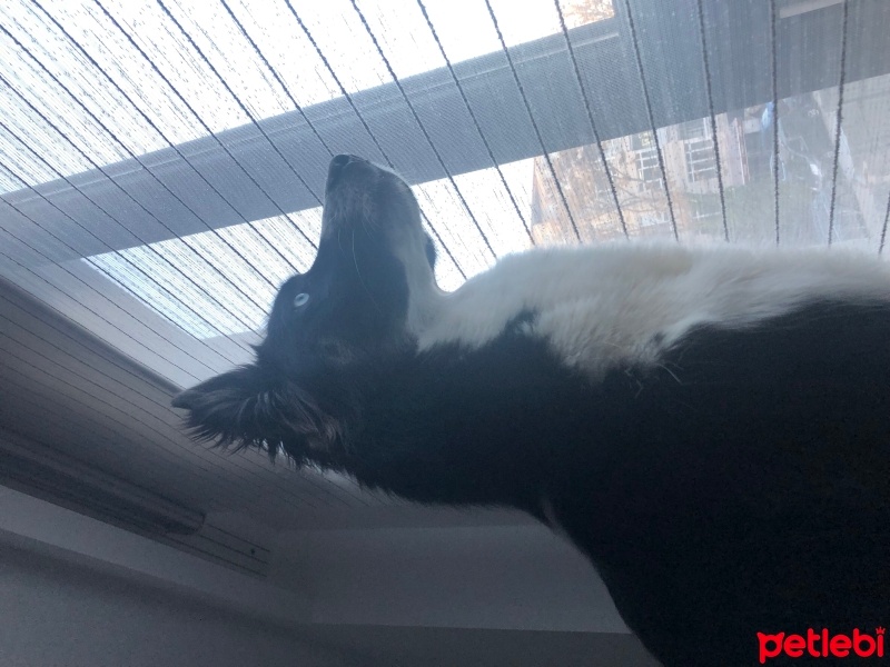 Alman Çoban Köpeği, Köpek  Pafili fotoğrafı
