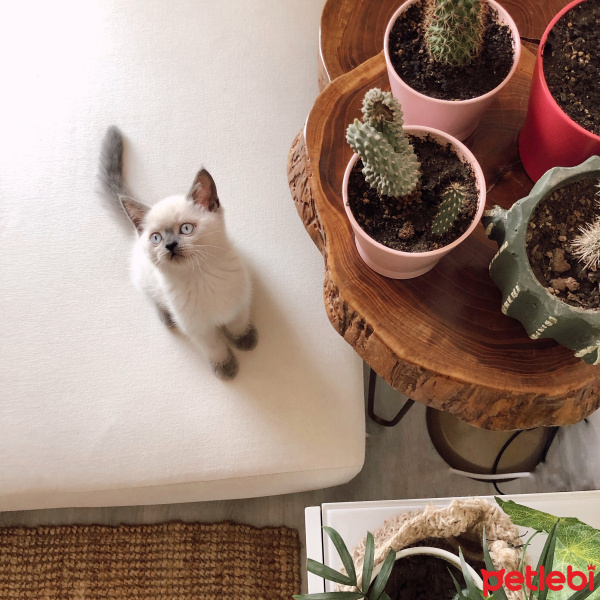 British Shorthair, Kedi  Aqua fotoğrafı