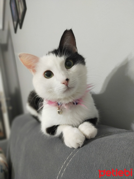 Tuxedo (Smokin) Kedi, Kedi  Şarap fotoğrafı