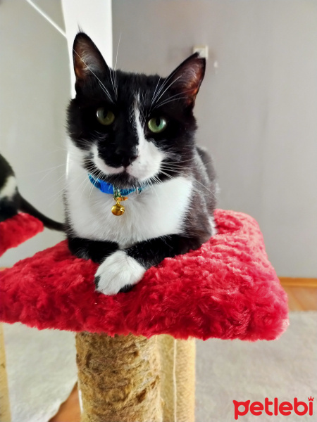 Tuxedo (Smokin) Kedi, Kedi  Arap fotoğrafı
