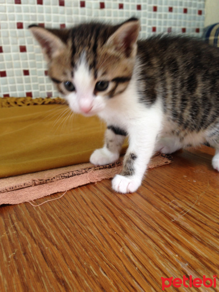 Tekir Kedi, Kedi  Melek fotoğrafı