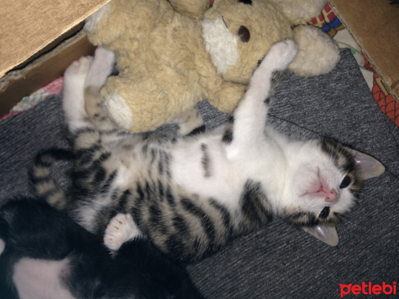 Tekir Kedi, Kedi  Melek fotoğrafı