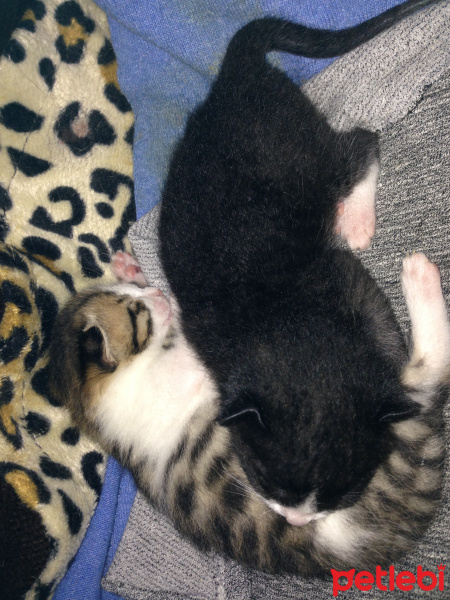 Tekir Kedi, Kedi  Melek fotoğrafı