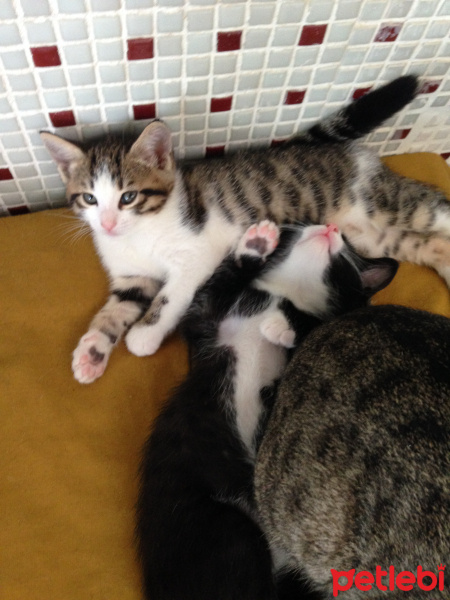Tekir Kedi, Kedi  Melek fotoğrafı