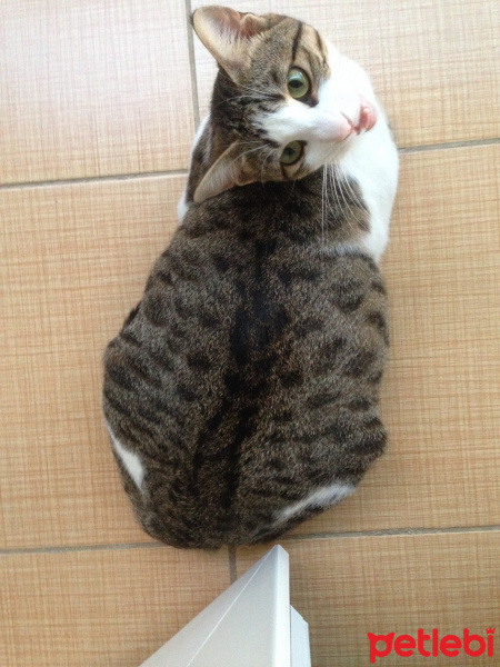 Tekir Kedi, Kedi  Melek fotoğrafı