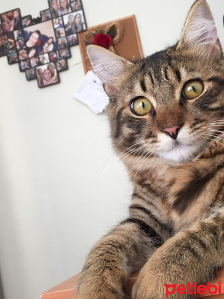 Tekir Kedi, Kedi  Şanslı fotoğrafı