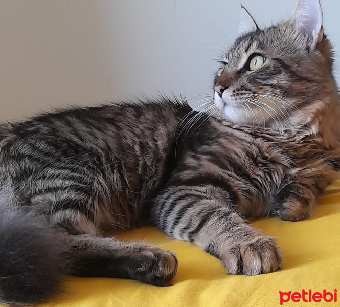Tekir Kedi, Kedi  Şanslı fotoğrafı