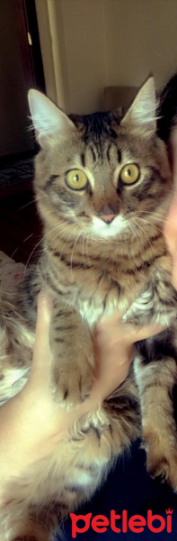 Tekir Kedi, Kedi  Şanslı fotoğrafı