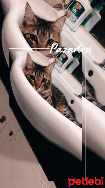 Tekir Kedi, Kedi  Şanslı fotoğrafı