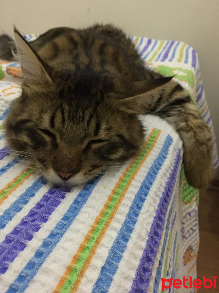 Tekir Kedi, Kedi  Şanslı fotoğrafı