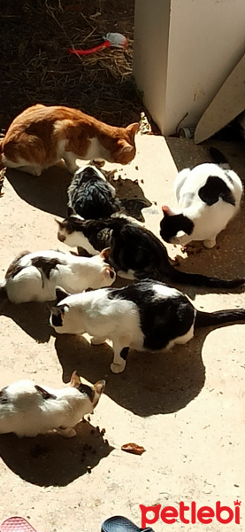 Tekir Kedi, Kedi  Pi&Si fotoğrafı