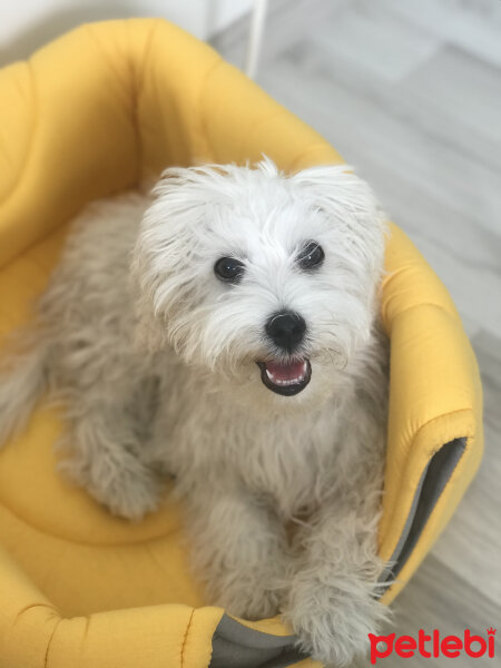 Maltese, Köpek  Oscar fotoğrafı