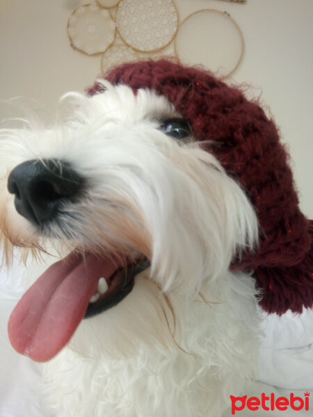 Maltese, Köpek  Oscar fotoğrafı