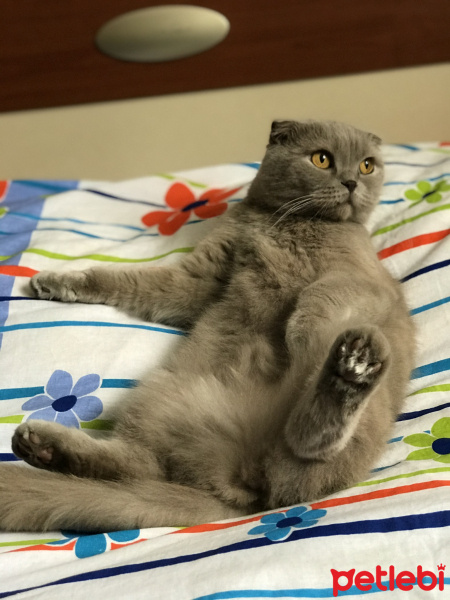 Scottish Fold, Kedi  Şirin fotoğrafı