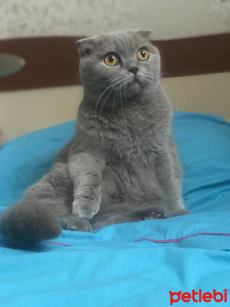 Scottish Fold, Kedi  Şirin fotoğrafı