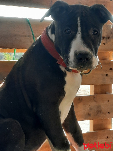 Amerikan Staffordshire Terrier, Köpek  Ragnar fotoğrafı