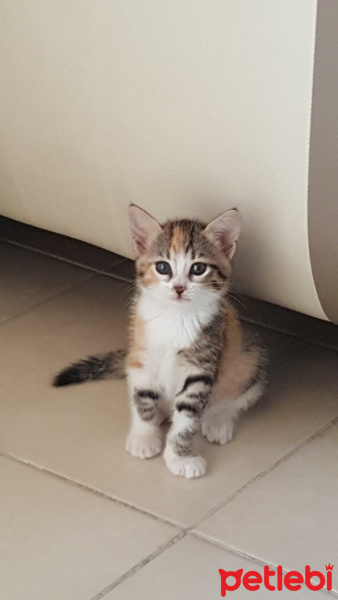 Tekir Kedi, Kedi  yumi fotoğrafı