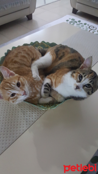 Tekir Kedi, Kedi  yuki fotoğrafı