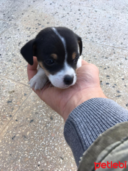 Jack Russell Terrier, Köpek  Maya fotoğrafı