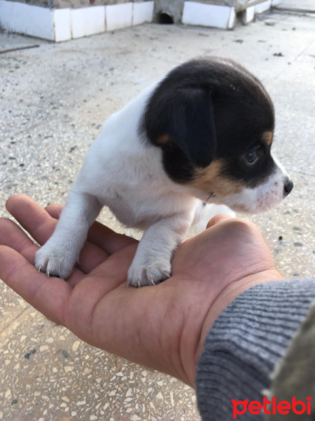 Jack Russell Terrier, Köpek  Maya fotoğrafı