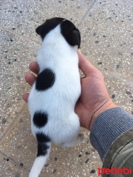Jack Russell Terrier, Köpek  Maya fotoğrafı
