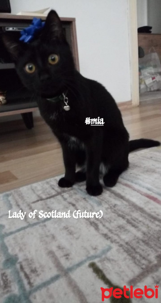 Tekir Kedi, Kedi  Mia fotoğrafı