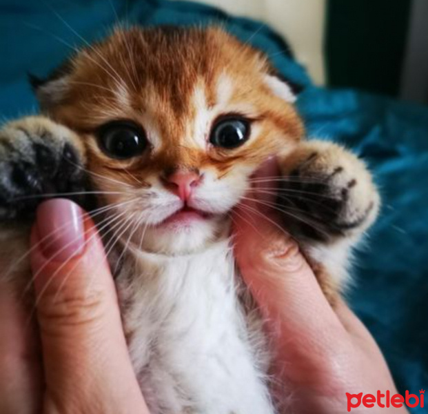 Scottish Fold, Kedi  Balım fotoğrafı