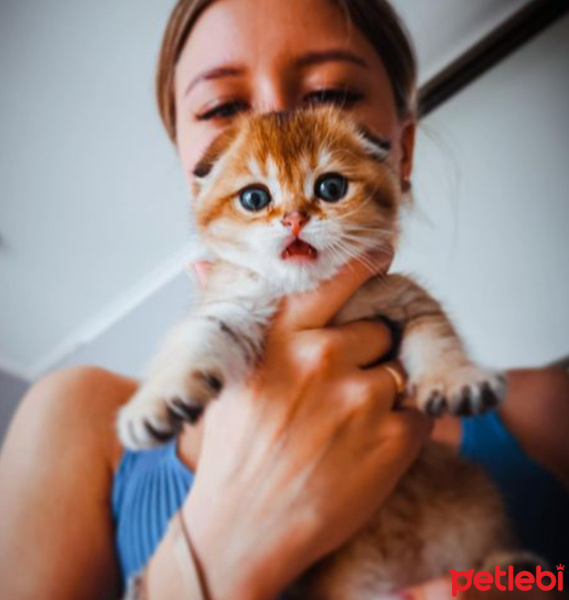 Scottish Fold, Kedi  Balım fotoğrafı