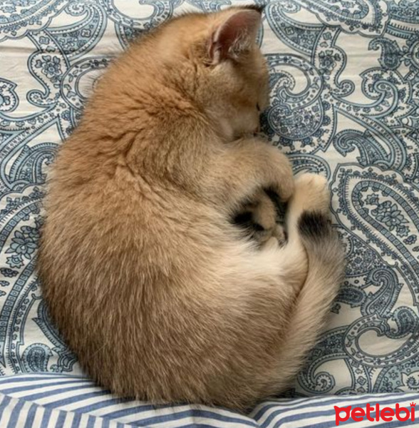 Scottish Fold, Kedi  Balım fotoğrafı