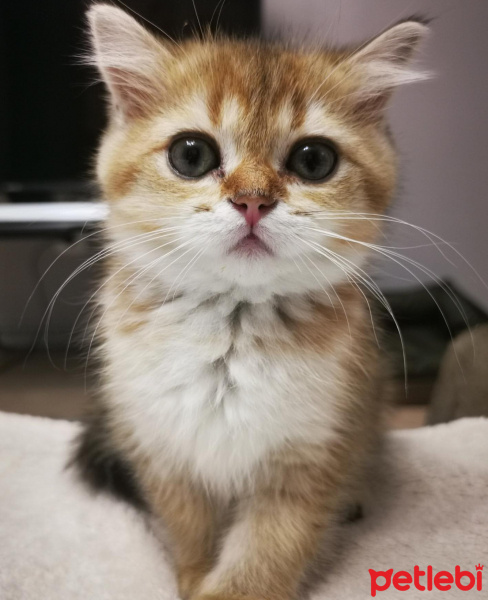 Scottish Fold, Kedi  Balım fotoğrafı