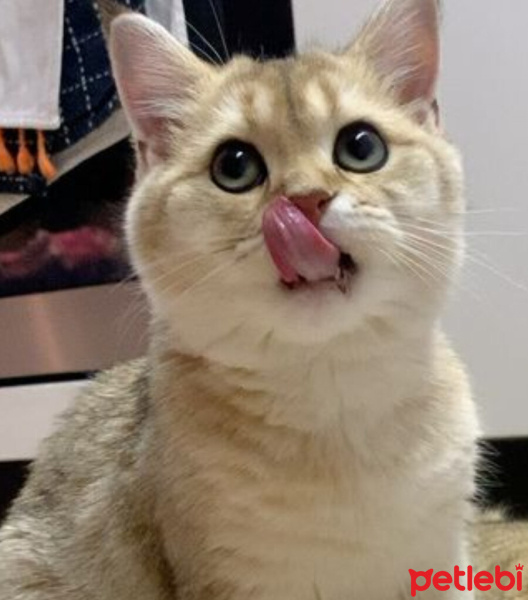 Scottish Fold, Kedi  Balım fotoğrafı
