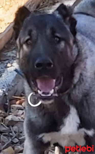 Kangal, Köpek  KAŞKAR fotoğrafı