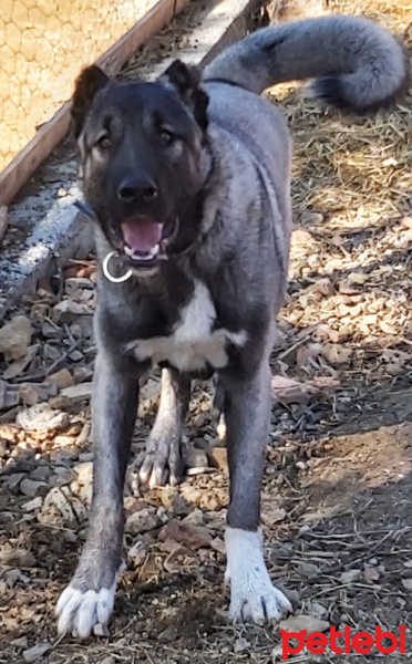 Kangal, Köpek  KAŞKAR fotoğrafı