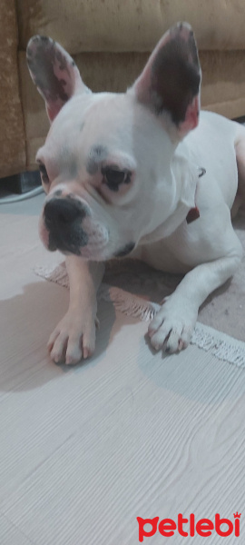 Fransız Bulldog, Köpek  Purfy fotoğrafı
