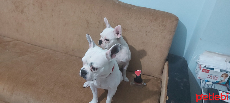 Fransız Bulldog, Köpek  Purfy fotoğrafı