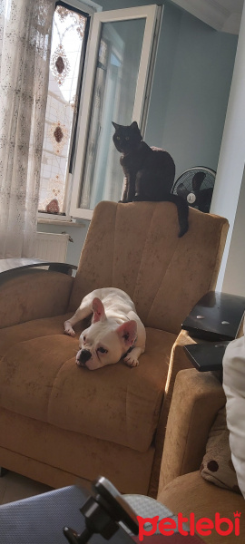 Fransız Bulldog, Köpek  Purfy fotoğrafı
